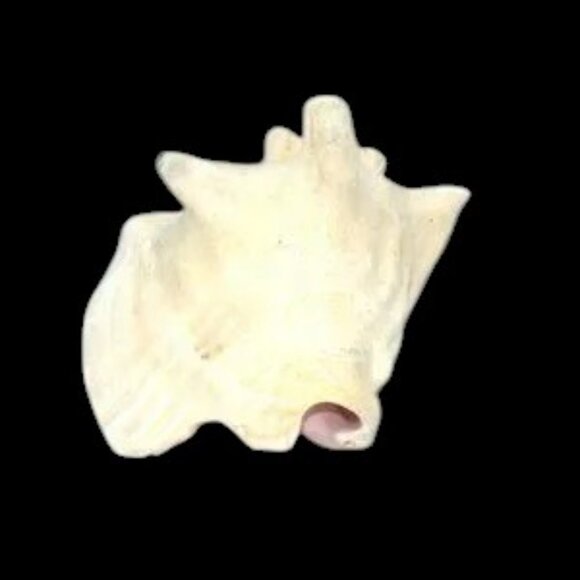 Vintage Bahama Conch Shell - Picture 9 of 9